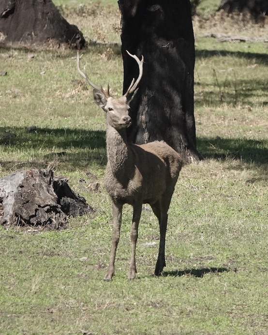 Iberian deer